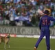 team india player Shreyas Iyer sent a street dog with his signal from stadium