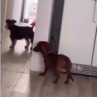 Two dogs playing hide and seek