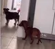 Two dogs playing hide and seek