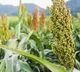 Reasons Why Jowar Is Good For Your Health