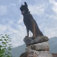 Army dog Zoom dies of injuries