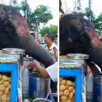 Elephant enjoying pani puri