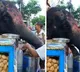 Elephant enjoying pani puri