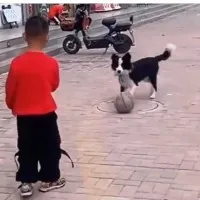 Kid play football with dog viral video