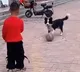 Kid play football with dog viral video
