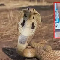 Smuggled Snake Venom Worth Rs 30 Cr Seized In West Bengals Darjeeling District