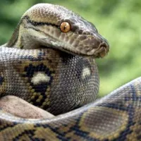 A python rescued from a school bus in Raibareli UP