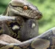 A python rescued from a school bus in Raibareli UP
