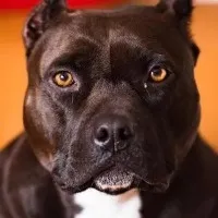 No family can keep more than one pet dog says Ghaziabad civic body Pitbull among 3 breeds banned