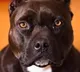 No family can keep more than one pet dog says Ghaziabad civic body  Pitbull among 3 breeds banned