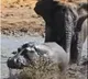 Angry elephant chases Hippo at african national park