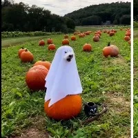 Dog dressed as a ghost