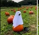 Dog dressed as a ghost