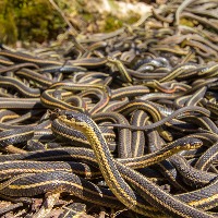 Bizarre ritual: Here snakes are given as dowry