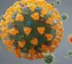 COVID19 XXB variant spreading fast likely to be most contagious in Maharashtra