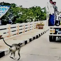 Monkey Ran to see her