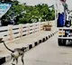 Monkey Ran to see her