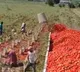 Man unusual way of loading tomatoes in a vehicle wows people Watch viral video