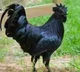 Kadaknath chicken enters into Vijayawada market