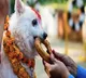 five days celebrations for diwali in nepal