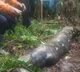 54 Year Old woman In Indonesia Reportedly Eaten Alive By 22 Foot Python