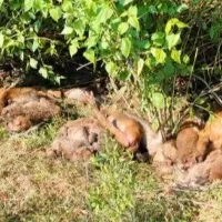 40 monkeys poisoned to death in Andhra Pradesh Srikakulam probe underway