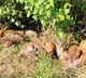 40 monkeys poisoned to death in Andhra Pradesh Srikakulam probe underway