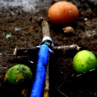 Suspected witchcraft: Head severed from body of ten-yr-old girl in TN