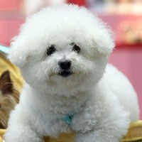 Watch: Dog's humble gesture towards owner winning hearts of netizens