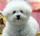 Watch: Dog's humble gesture towards owner winning hearts of netizens