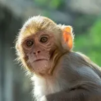 Alcohol Addicted Monkey Is A Menace For Liquor Shops In Uttar Pradesh