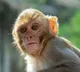 Alcohol Addicted Monkey Is A Menace For Liquor Shops In Uttar Pradesh