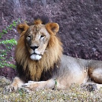 Pharma company adopts African lion at Hyderabad Zoo