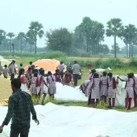 Students saves paddy from rain