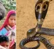 Cobra bites 8 year old Chhattisgarh boy he bites it back twice snake dies