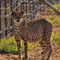 Cheetahs brought from Namibia started hunting