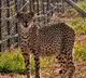 Cheetahs brought from Namibia started hunting