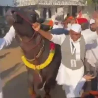 Digvijay Singh dances with a buffalo