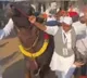 Digvijay Singh dances with a buffalo