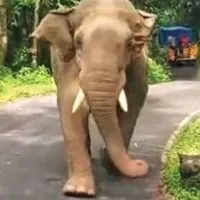 Private bus in Kerala gets chased by wild elephant and driver covers 8 km in reverse