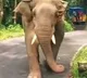 Private bus in Kerala gets chased by wild elephant and driver covers 8 km in reverse