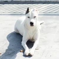 Eleven dog breeds bans in Gurugram