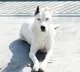 Eleven dog breeds bans in Gurugram