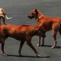 Stray dogs gouge out eyes from human body in Ayodhya hospital