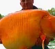 British angler catches massive 30 kg goldfish netizens are stunned