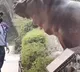Hippo escapes its enclosure security guard puts it back in the water