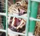 Leopard that killed 4 in Lakhimpur Kheri gets zoo life term