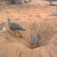 Anand Mahindra shares video of two birds to explain the concept of team work Internet agrees