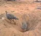 Anand Mahindra shares video of two birds to explain the concept of team work Internet agrees