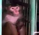 Officials in Uttar Pradesh have sentenced a monkey to life imprisonment